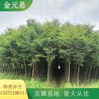多规格光叶榉 形态优美 园林绿化乔木 基地供应 江苏行道树
