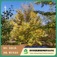8公分银杏树 树干笔直 枝叶繁盛 耐寒易存活 粒粒康