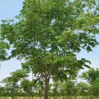 淮成苗圃场3-10公分 梓树 优质用材 河南苗木 千亩楸树