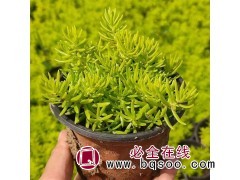 金叶佛甲草 耐旱耐寒 植株低矮匍匐生长 覆盖地面能力强图1