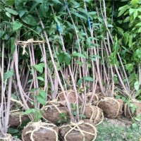 独杆腊梅 丛生腊梅树苗 庭院绿化花卉苗木 云云园林基地直发