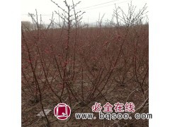 求购 红叶榆叶梅 10000棵，必须是五分枝以上图1