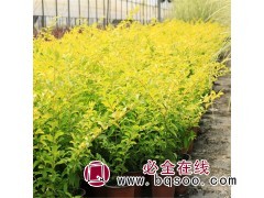 向杰园林苗木 批发50公分 金叶女贞 四季常绿 色带绿篱苗图1