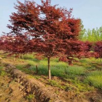 5-15公分 日本红枫 乔木种植基地 向杰园林工程绿化 盆栽庭院装饰