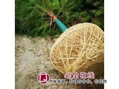 苗木基地供应 9公分中山杉 湿地绿化乔木 现挖现发 江苏苗木图1