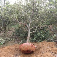 弶兴苗圃基地 直售 6公分 枇杷树苗 庭院种植可观赏果树