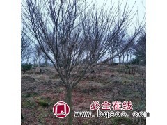 出售【红枫树 红枫小苗】5-8公分 自产自销 大花地园林图1