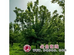 求购：胸径5cm 金叶复叶槭 3000株，图1