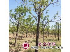 求购：分枝点1.8-2米 柿子树，米径量10-12公分图1