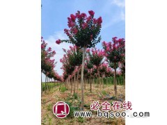 紫薇 10-15公分紫薇 规格齐全 河南苗木价格 豫道云园林图1