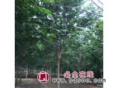 丛生紫荆 紫荆苗 小区绿化花坛点缀 10个分支以上图1