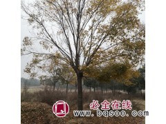 五角枫 种植基地 苗木造景 抗旱耐寒风景树 好养易活 河南图1