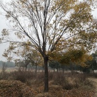 五角枫 种植基地 苗木造景 抗旱耐寒风景树 好养易活 河南