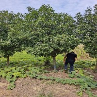 红叶石楠 红叶石楠树 四季常青耐寒好养活绿篱植物 庭院绿化苗木