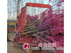 美丽都花卉批发 丛生紫荆树 紫荆苗 绿化风景树 江苏苗木图1