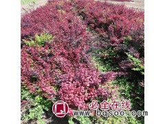 美丽都花卉供应 红叶小檗 小区绿化绿篱灌木 紫叶小波毛球图1