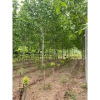 栾树 法桐 工程绿化行道树 适应性强 露地栽培 沐晨园林绿化