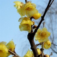 丛生腊梅树苗 耐寒 冬季观花植物 庭院公园绿化苗木基地 河南苗木