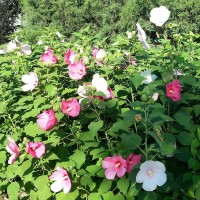 丛生木槿小苗 50-70厘米 1.5米 2米 3米高度 大量现货出售新奇特