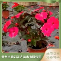 非洲凤仙花 几内亚凤仙 时令草花 花型丰满 春彩 青州花卉