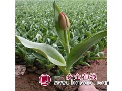 球根花卉 郁金香 郁金香杯苗 原产基地直供 花色丰富艳丽图1