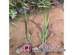 日本血草 多年生草本植物 耐寒耐热观赏草 庆邦花卉 潍坊图1