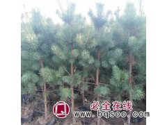 樟子松杯苗 1-5年生樟子松苗规格齐全基地直发 东北苗木基地图1