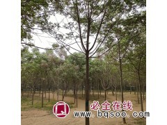 求购！米经10公分苦楝，60土球，截头发帽2年以上冠幅图1