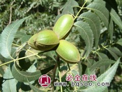 求购 核桃楸 胸径1.3米量足11公分，52棵土球75公分图1