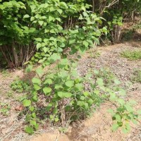丛生紫丁香 沐屿森园林 大量供应丛生紫丁香1米以上枝条粗壮耐寒耐旱