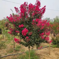 红花紫薇 大量供应红花紫薇4-8公分树形美观庭院绿化树苗详情可咨询