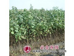 紫丁香 丛生小苗 叶片常绿 市政绿化 花苗基地批发 东北苗木图1