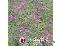 求购：红花炸浆草量大，湖北，河南周边，能上大量货源图1