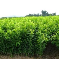 红花麦李 灌木 高达2米 叶卵状长椭圆形 庭院栽培 金绿源