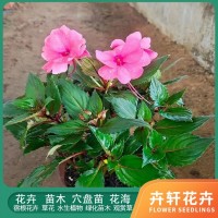 凤仙花 种植基地 花色多样鲜艳 城市绿化景观植物 青州花卉