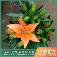 百合价格 培育基地 多年生草本植物 种植简单好养活 青州花卉