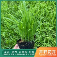 狼尾草 地被绿化用狼尾草 适合温暖湿润环境 草坪宿根草类植物 青州花卉基地