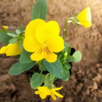 角堇 艳梅花卉 多年生草本绿植 花色丰富 青州花卉苗木基地