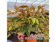 火焰南天竹 庭院绿化彩叶植物 喜光耐性强 艳梅花卉 青州花卉基地图1