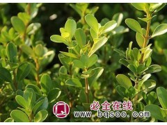 求购：瓜子黄杨 高度40，冠幅25，20万棵图1