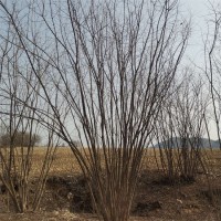 求购：丛生茶条槭 12丛，要求5-6分枝以上单干不小于6公分