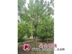 求购：胸径14公分 速生白蜡，平头3－4帽，分支点2.8米图1