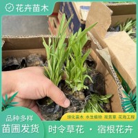 金鸡菊 润驰 花海花架租摆植物 绿化苗木栽植基地 青州花卉