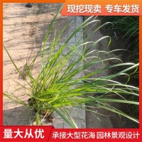 紫穗狼尾草 地被观赏草小苗 多丛生 植株健壮易养 青州花卉苗木基地