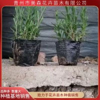 薰衣草 花海设计施工 青州花卉基地 山东苗木 时令草花销售