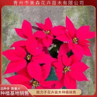 一品红 美森 节日租摆园林绿化 盆栽一品红行情 易栽培 青州花卉