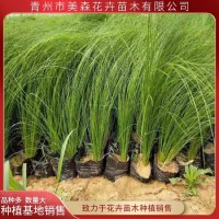 细叶针茅 园林造景配植工程苗 花坛花镜边缘绿化草 青州花卉苗木基地