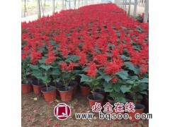 鸡冠花价格 青州花卉苗木销售基地 花海设计施工 时令草花图1