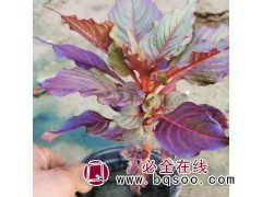 鸡冠花价格 时令草花销售 花海设计施工 青州花卉苗木基地图1