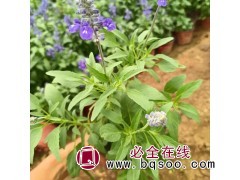 鼠尾草花海 鼠尾草苗价格 花海设计施工 青州花卉苗木基地图1